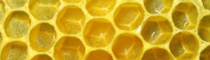 Bienenwaben